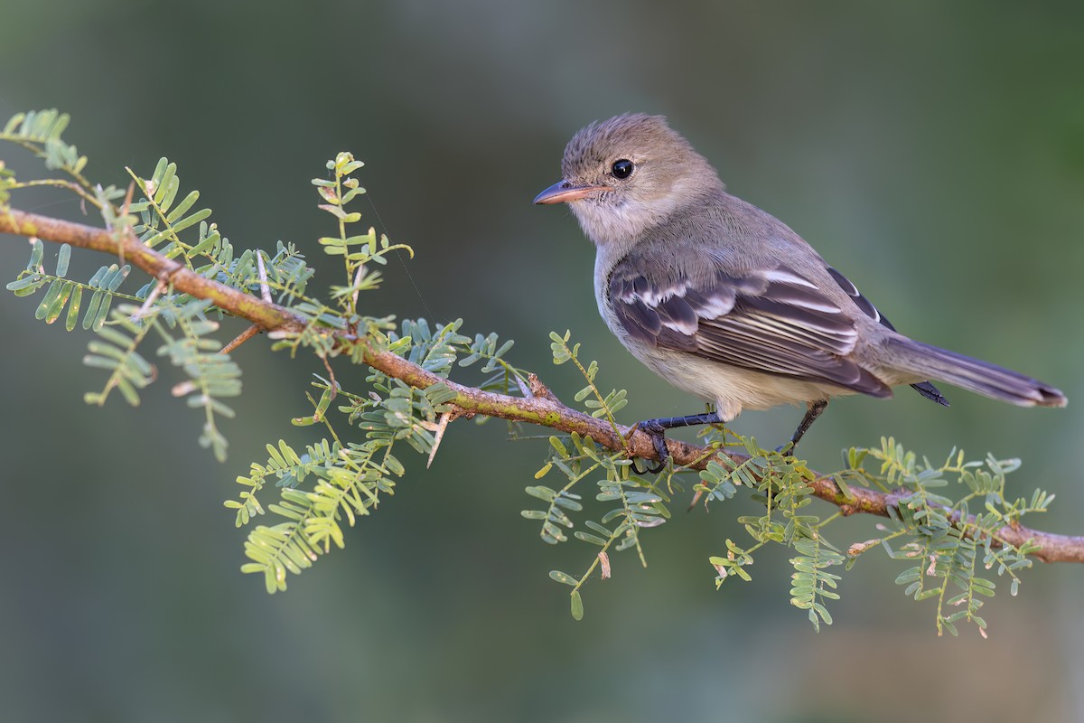 Caribbean Elaenia - ML501140341