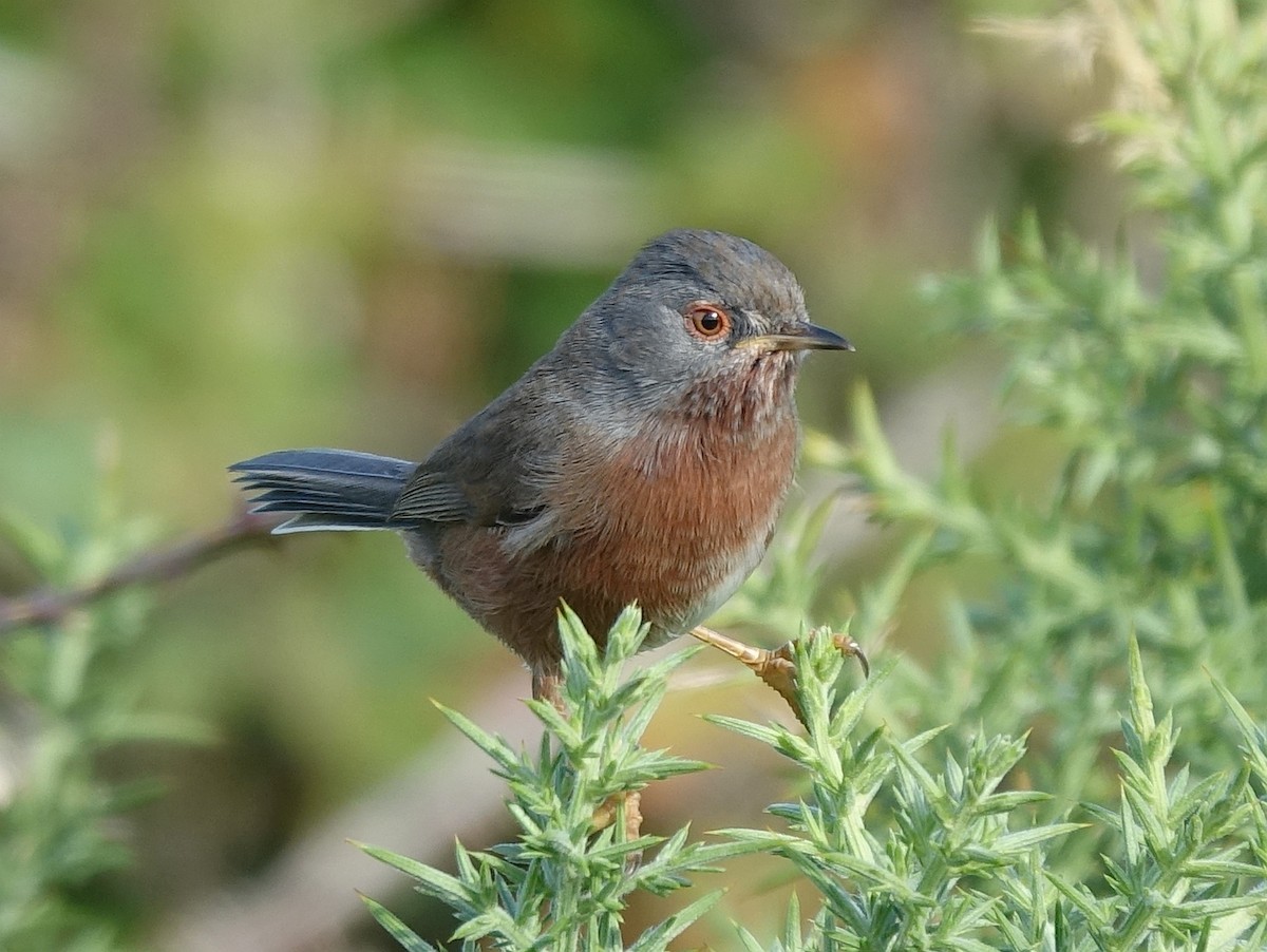 Dartford Warbler - ML501142371