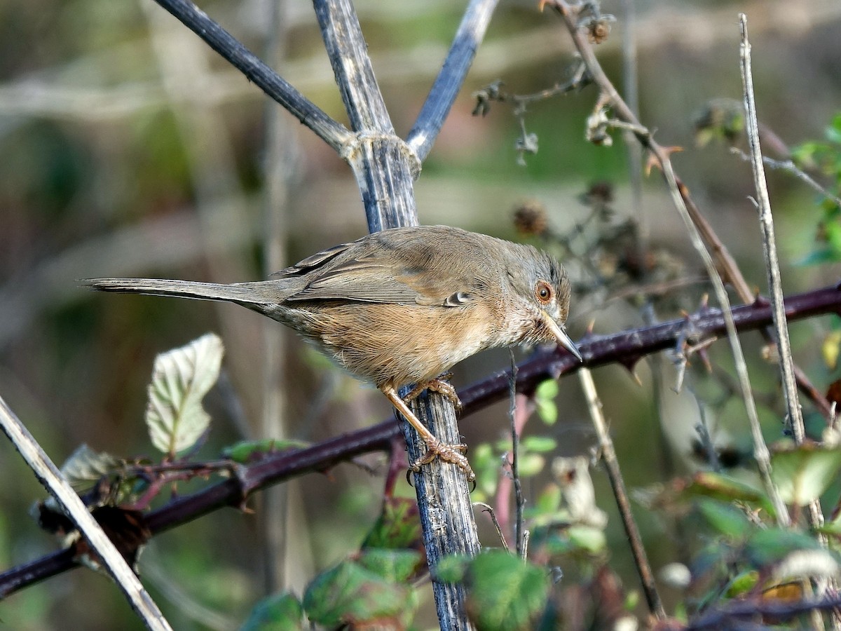 Dartford Warbler - ML501142381