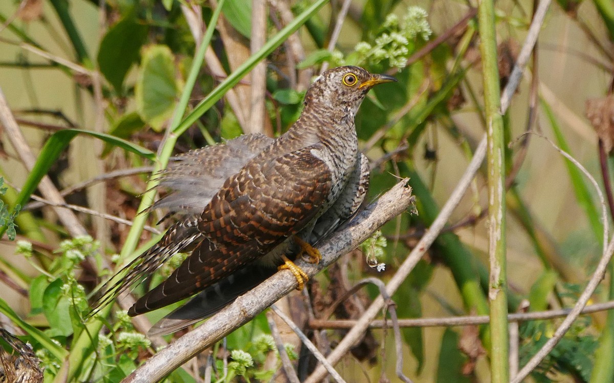 Common Cuckoo - Sandeep Biswas