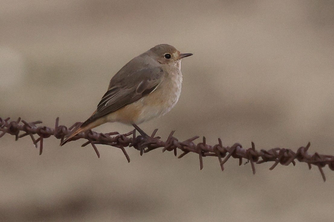 Common Redstart (Common) - ML501145761
