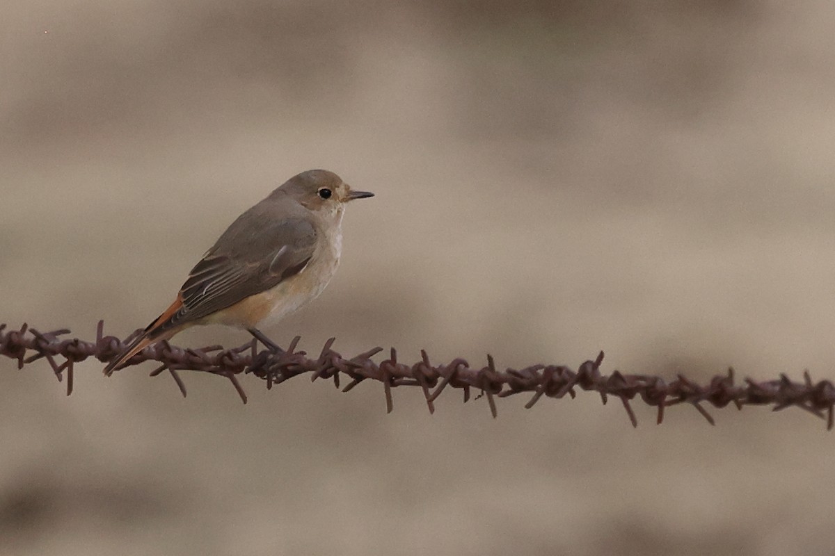 Common Redstart (Common) - ML501145771