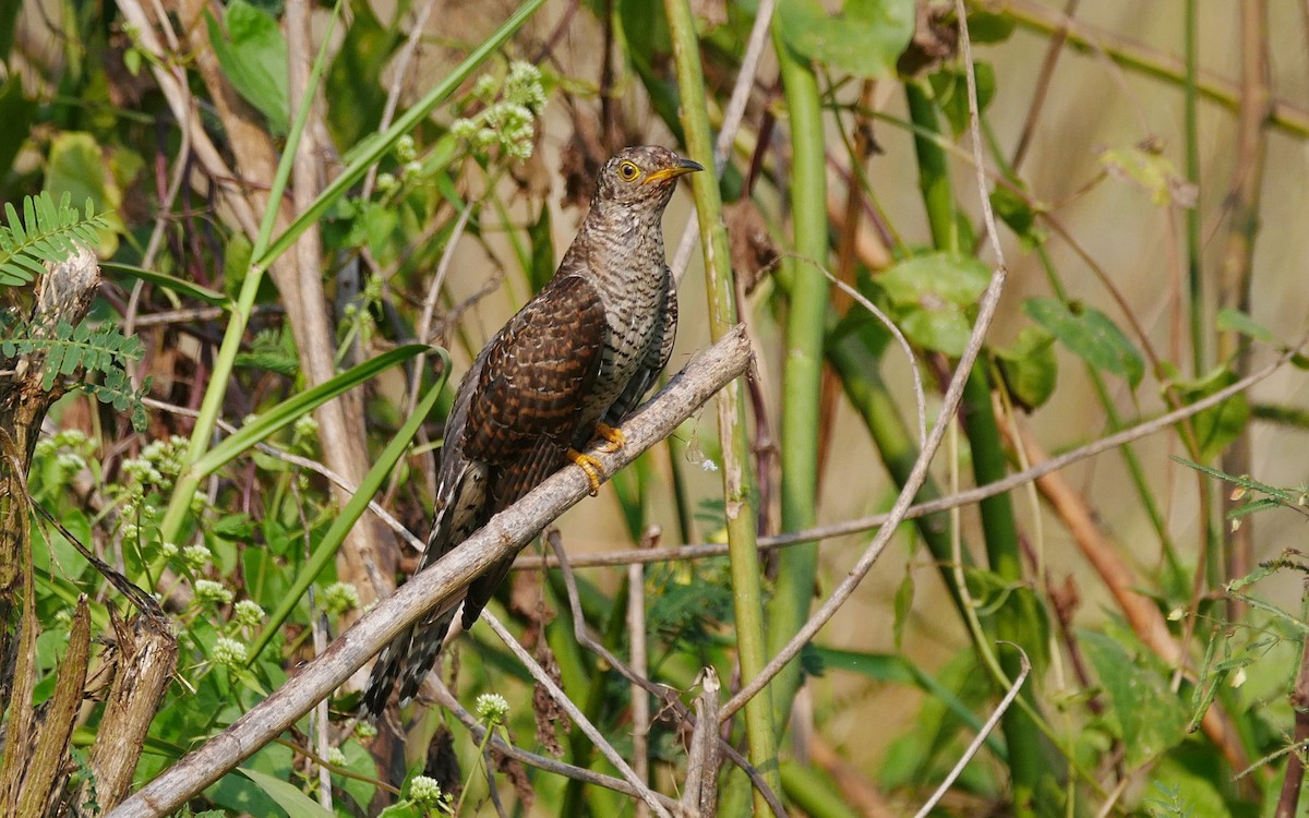 Common Cuckoo - Sandeep Biswas