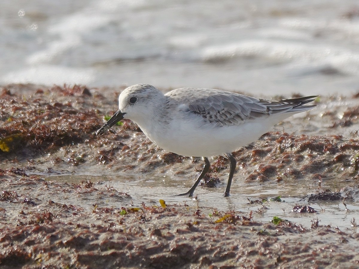 Bécasseau sanderling - ML501146321