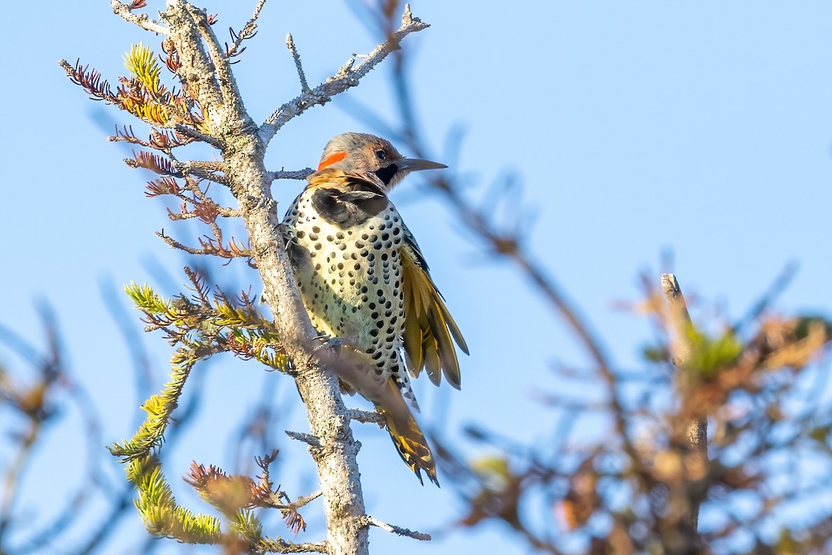 Northern Flicker - Sandy & Bob Sipe