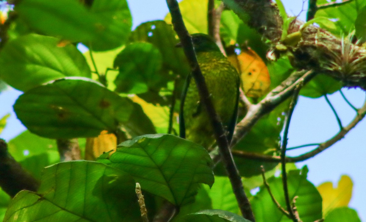 Handsome Fruiteater - Luis Hernández(@Birdsbyluishernandez)