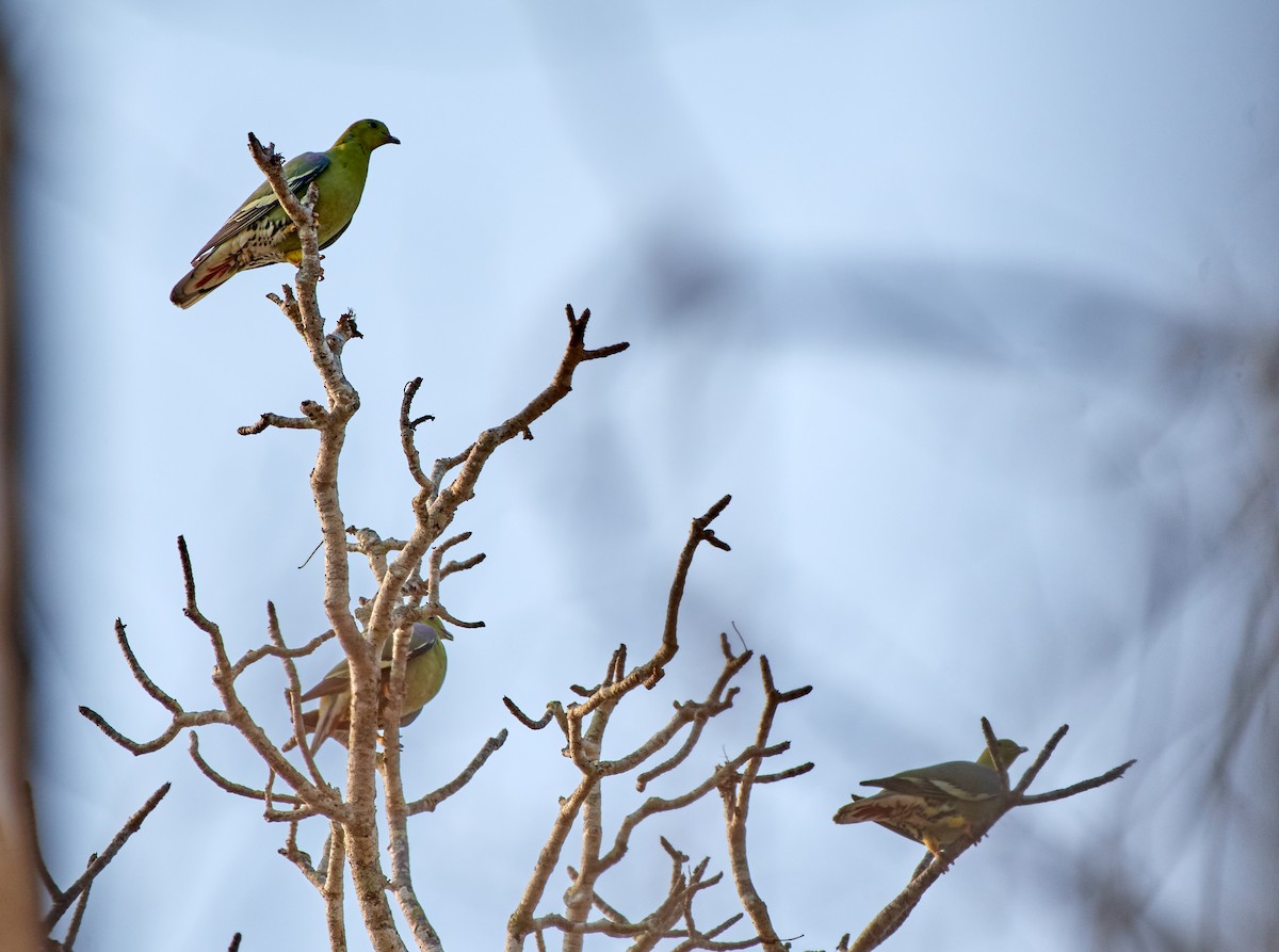 Madagascar Green-Pigeon - Tomáš Grim