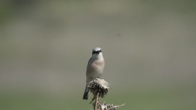 Red-backed Shrike - ML501149451