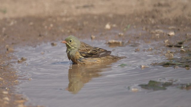 Ortolan Bunting - ML501149571