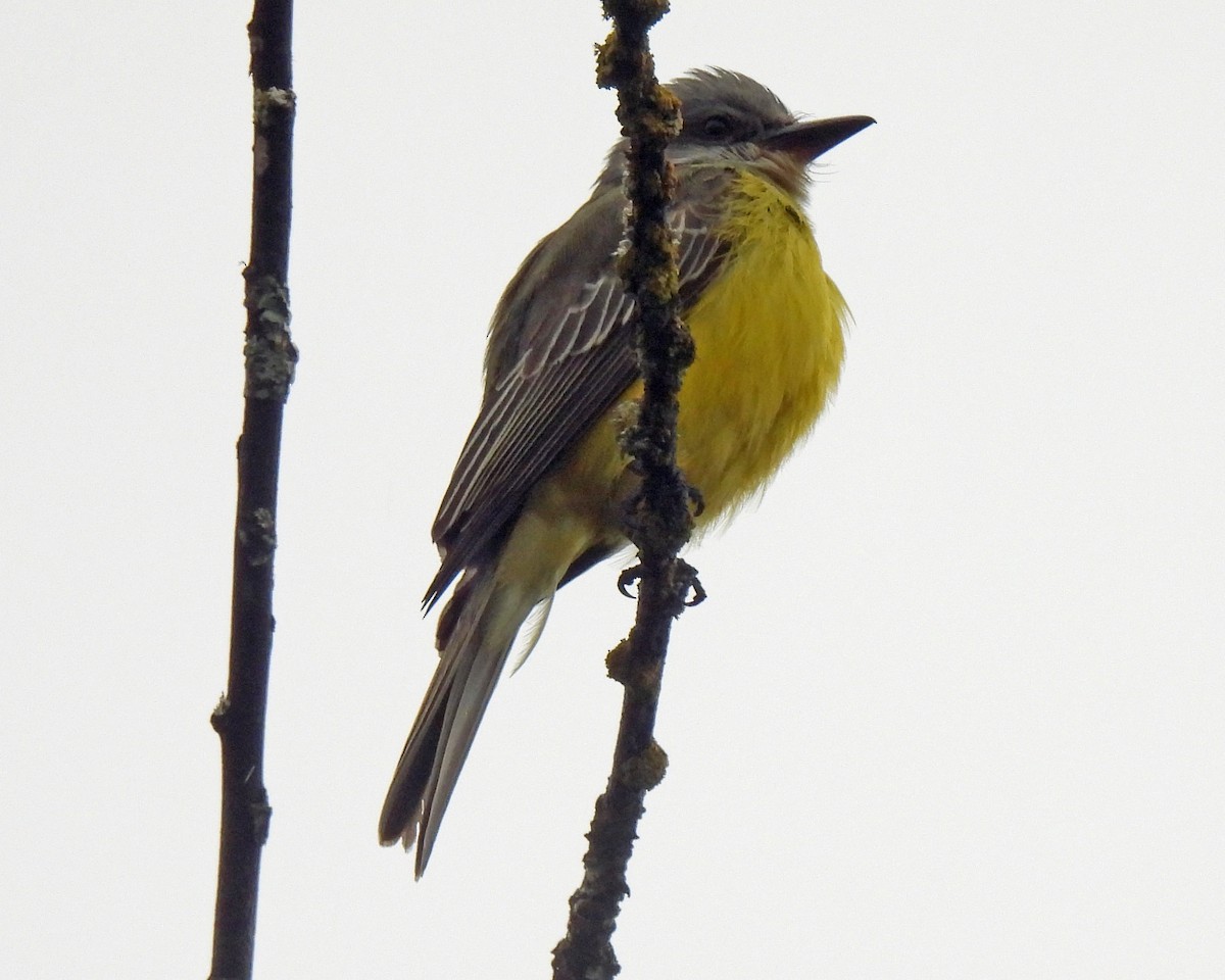 Tropical Kingbird - ML501150741