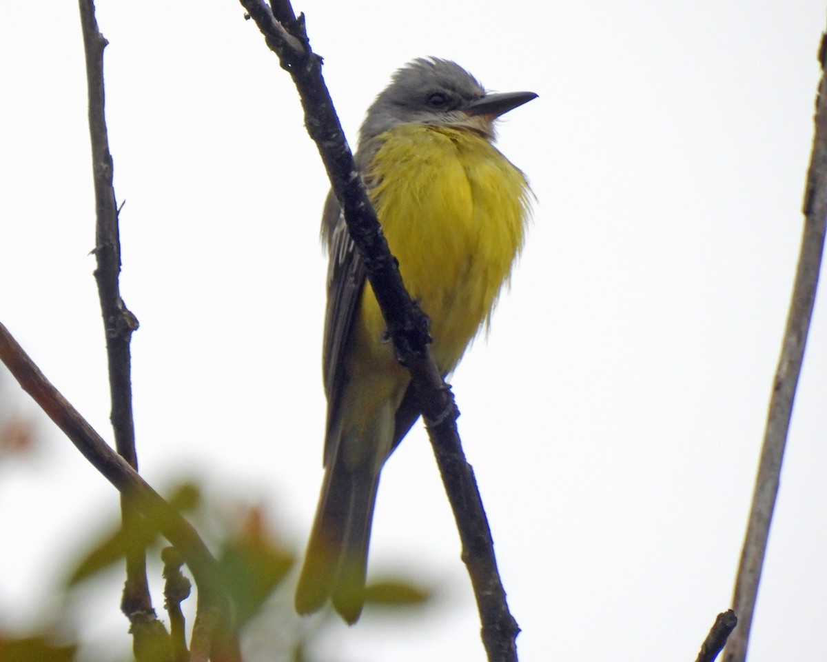 Tropical Kingbird - ML501150751