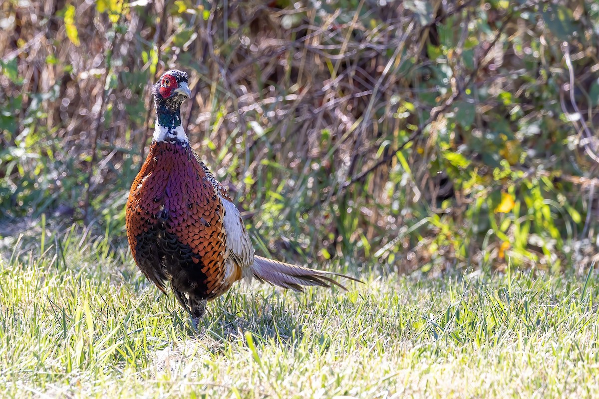 Ring-necked/Green Pheasant - ML501151621