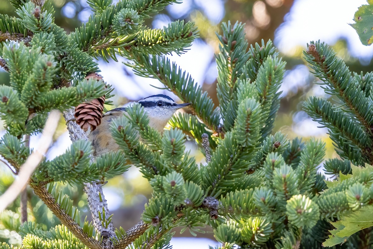 Red-breasted Nuthatch - ML501152351