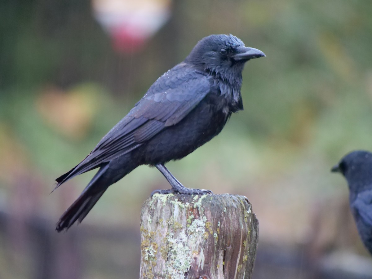 American Crow - ML501152441