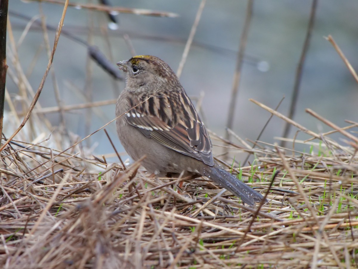 Golden-crowned Sparrow - ML501152701