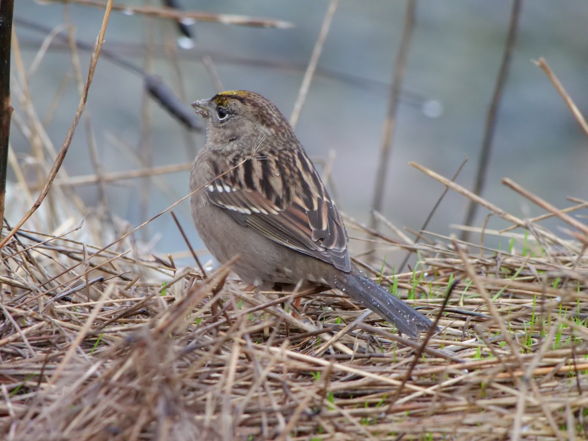 Bruant à couronne dorée - ML501152701