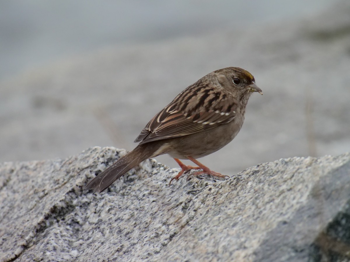 Bruant à couronne dorée - ML501152751