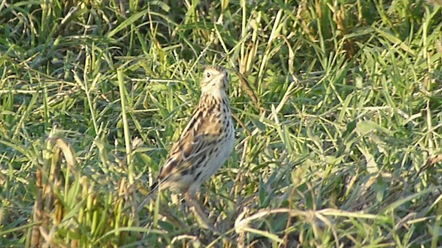 Correndera Pipit - ML501152821