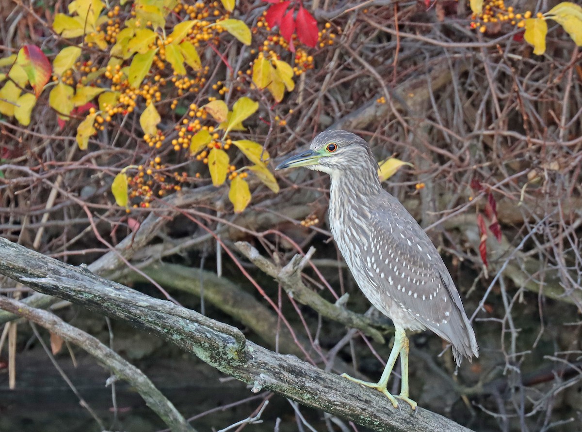 Black-crowned Night Heron - ML501154821