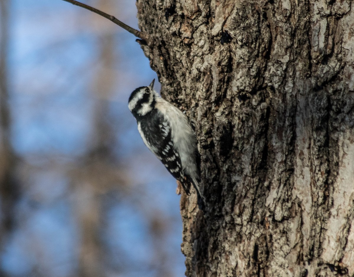 Pic mineur - ML50115501