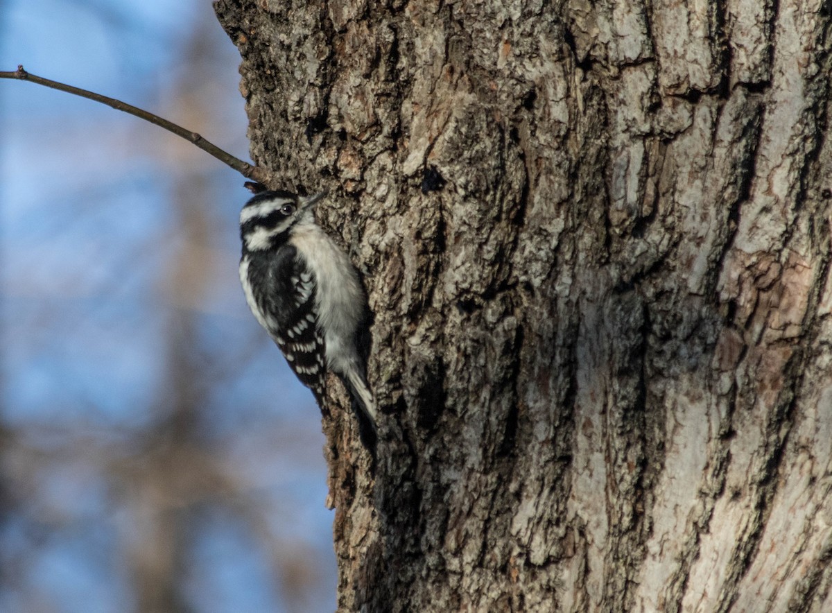 Pic mineur - ML50115511