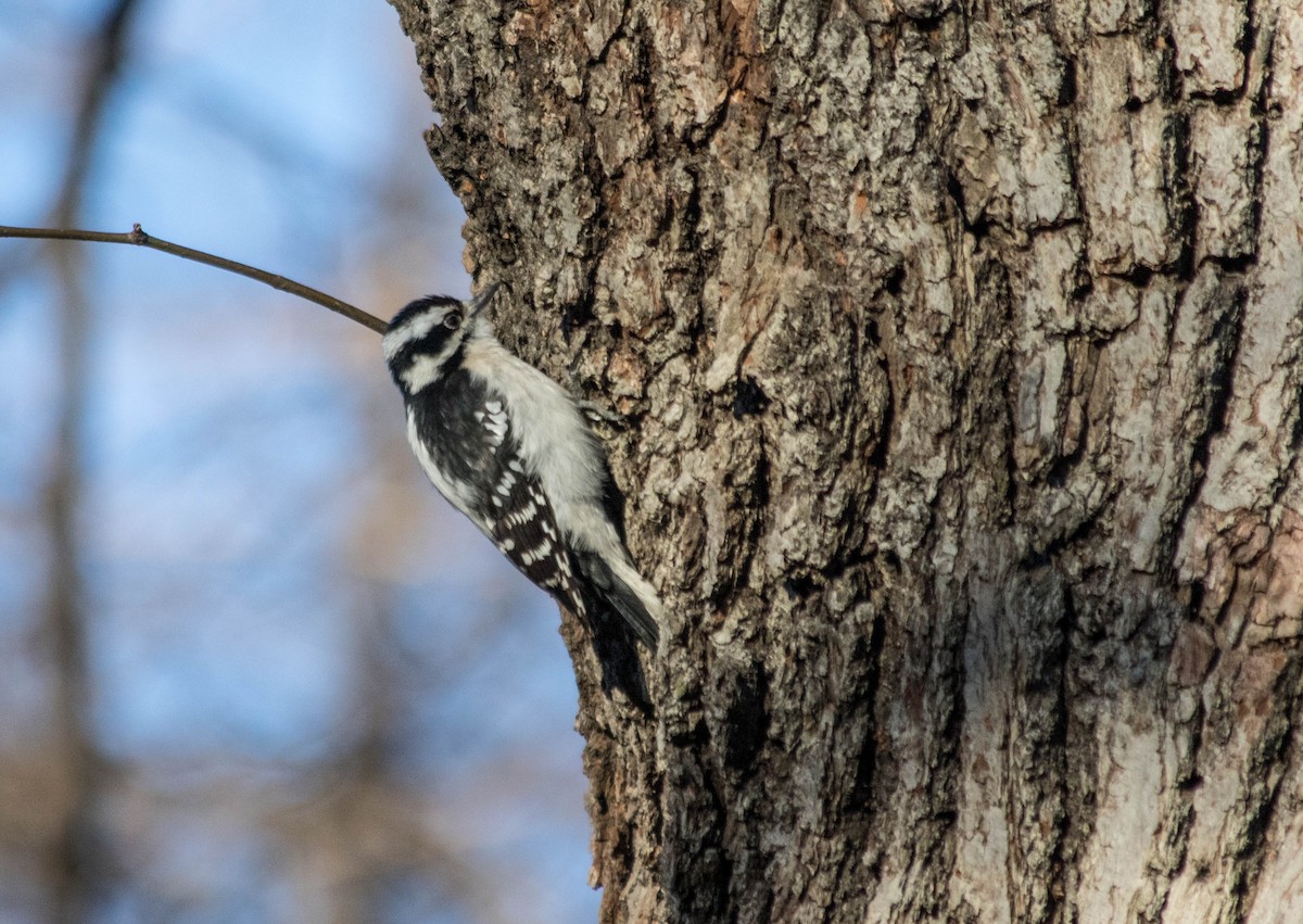 Pic mineur - ML50115521