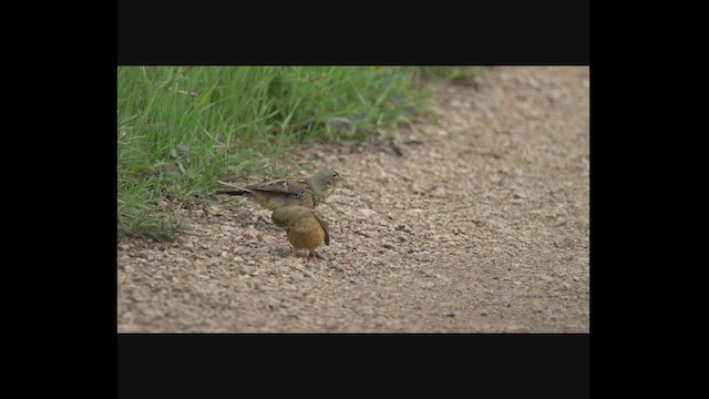 Ortolan Bunting - ML501155561