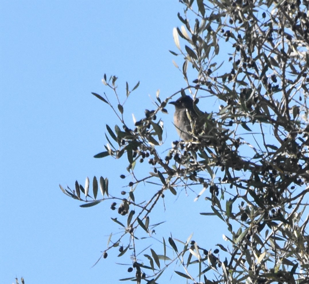 Common Bulbul - Philippe Loyoddin