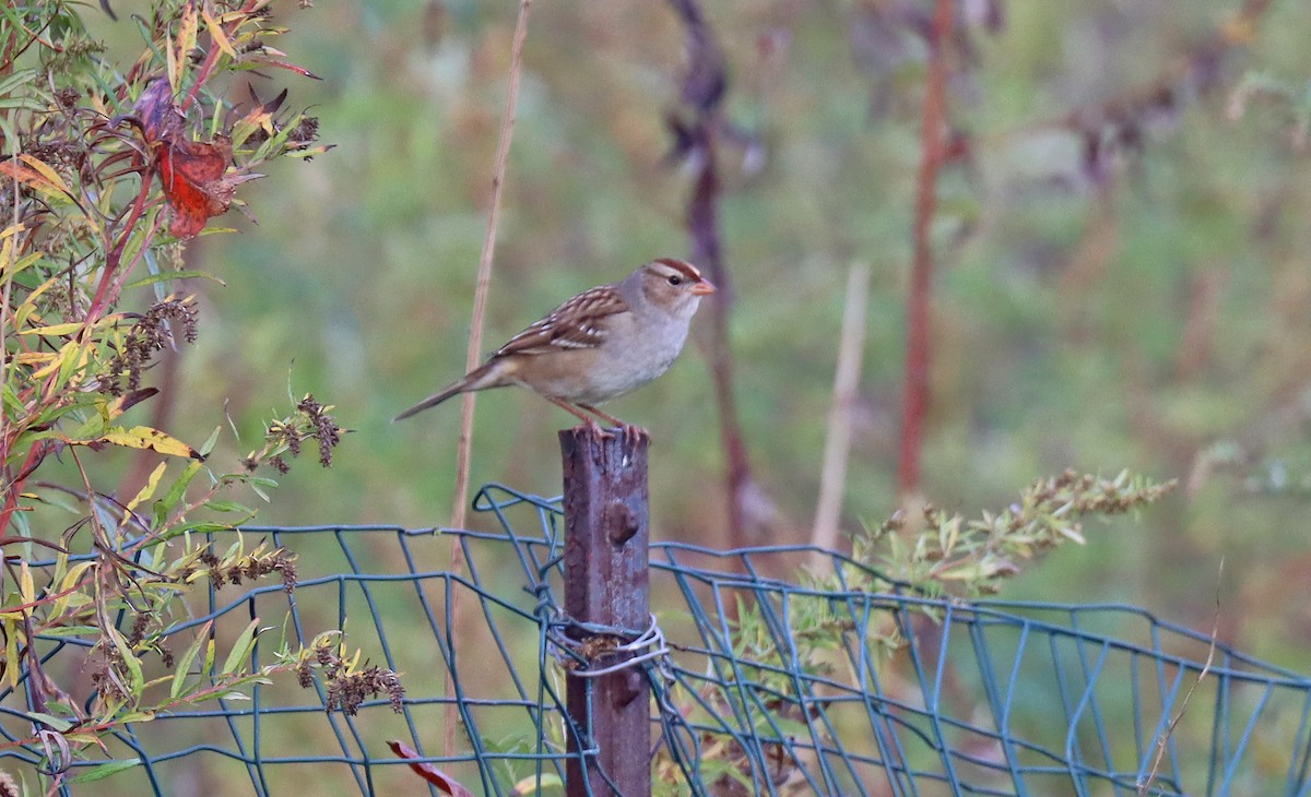 White-crowned Sparrow - ML501156241