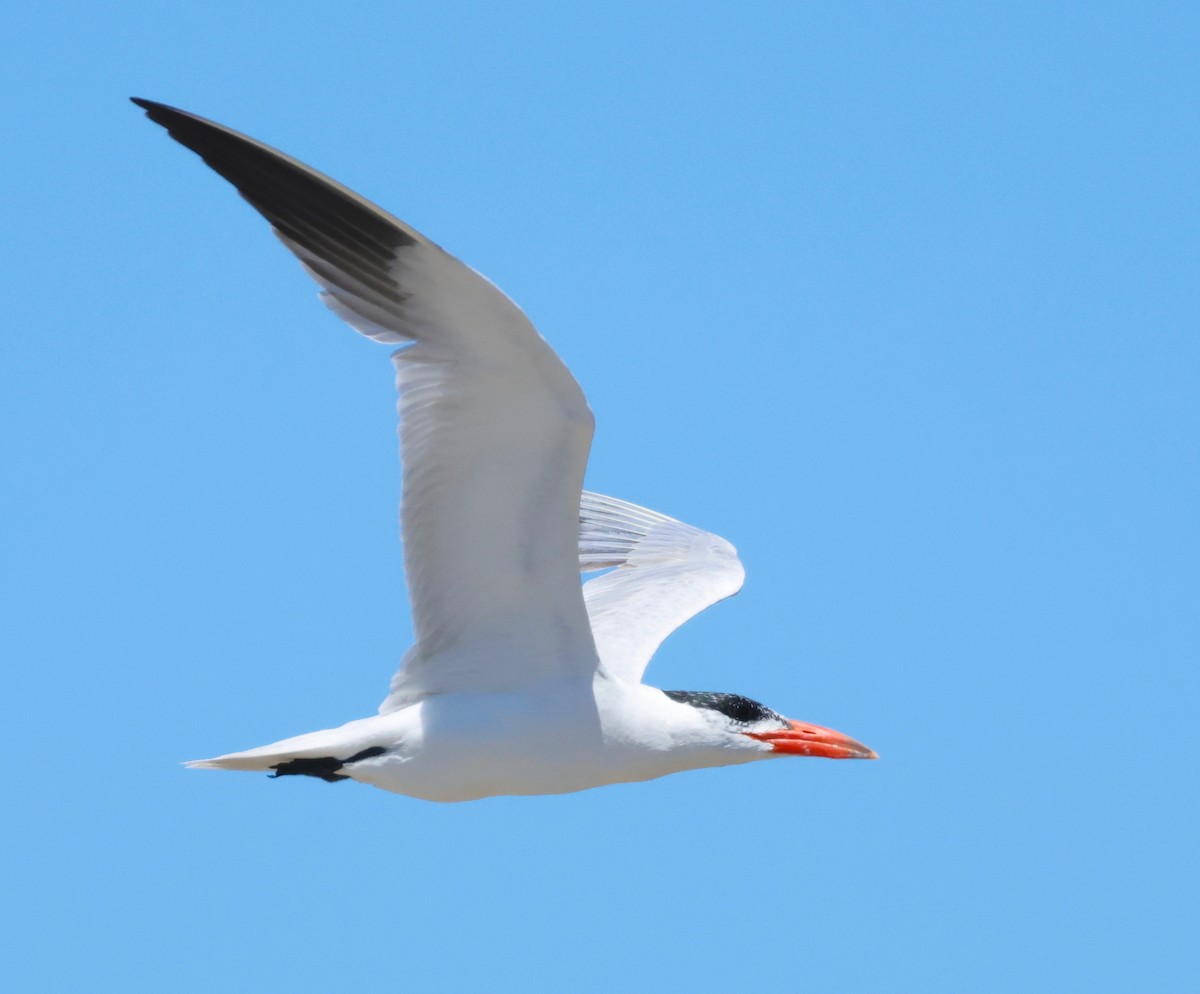 Caspian Tern - Garret Skead