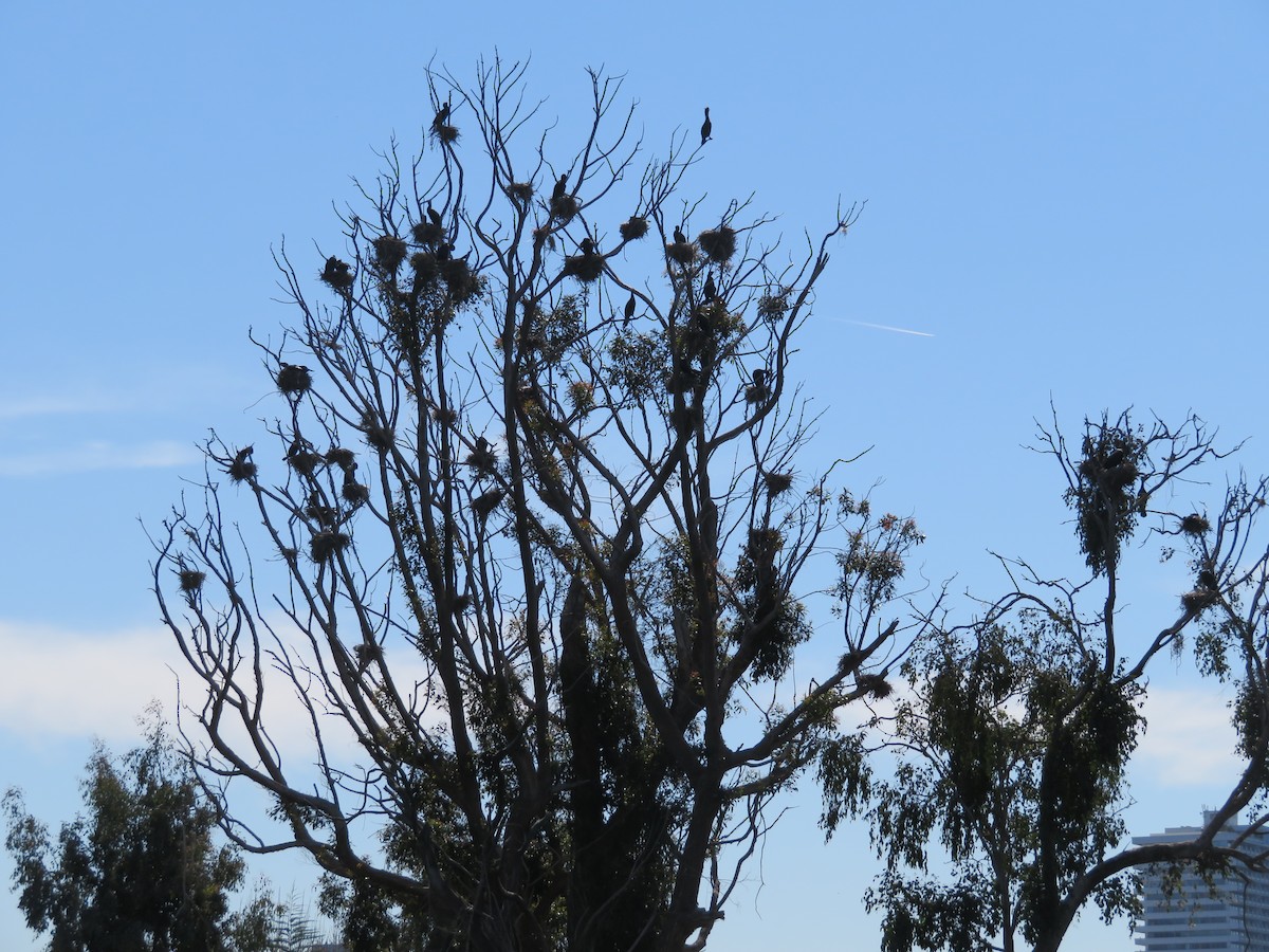 Double-crested Cormorant - Judith Dunham