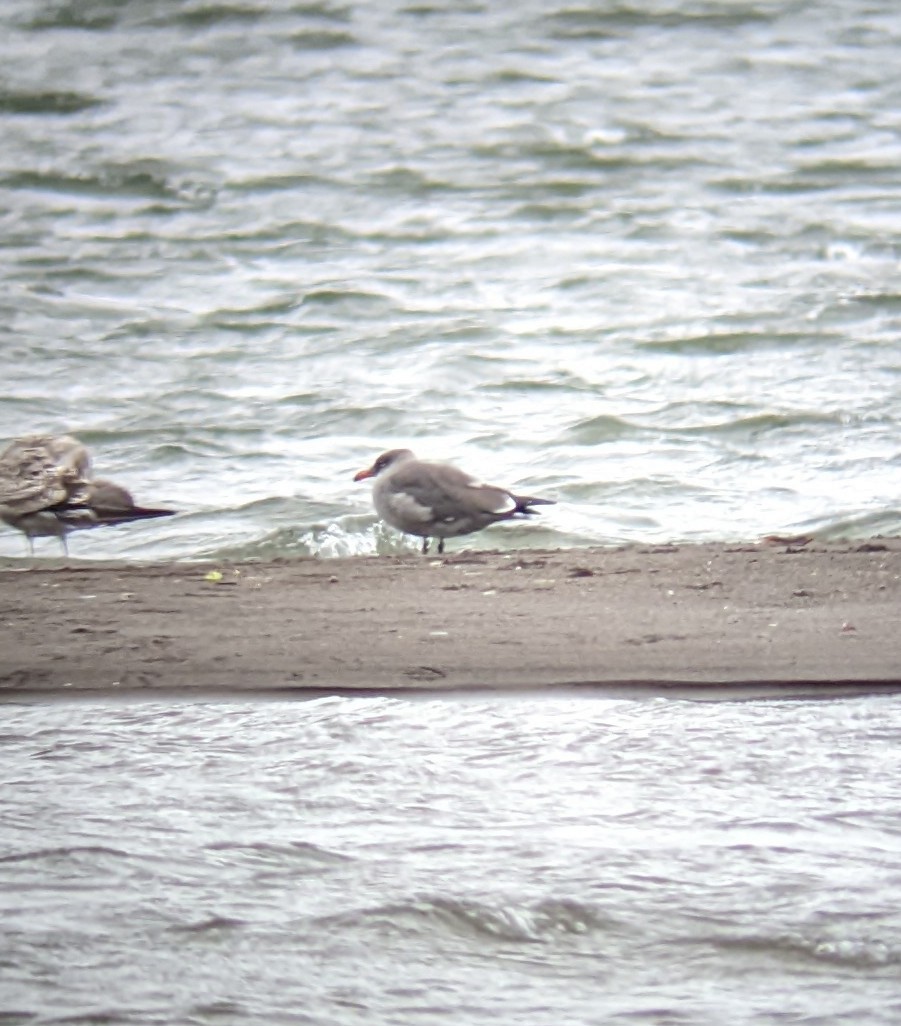 Heermann's Gull - ML501157091