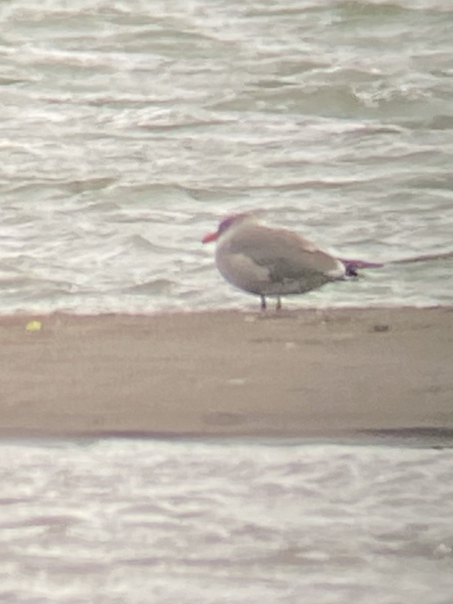 Heermann's Gull - ML501157191