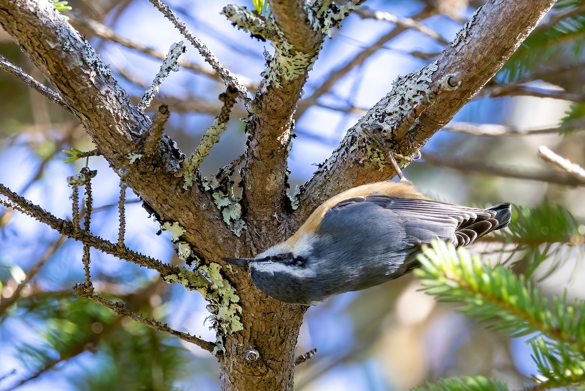 Red-breasted Nuthatch - ML501158441