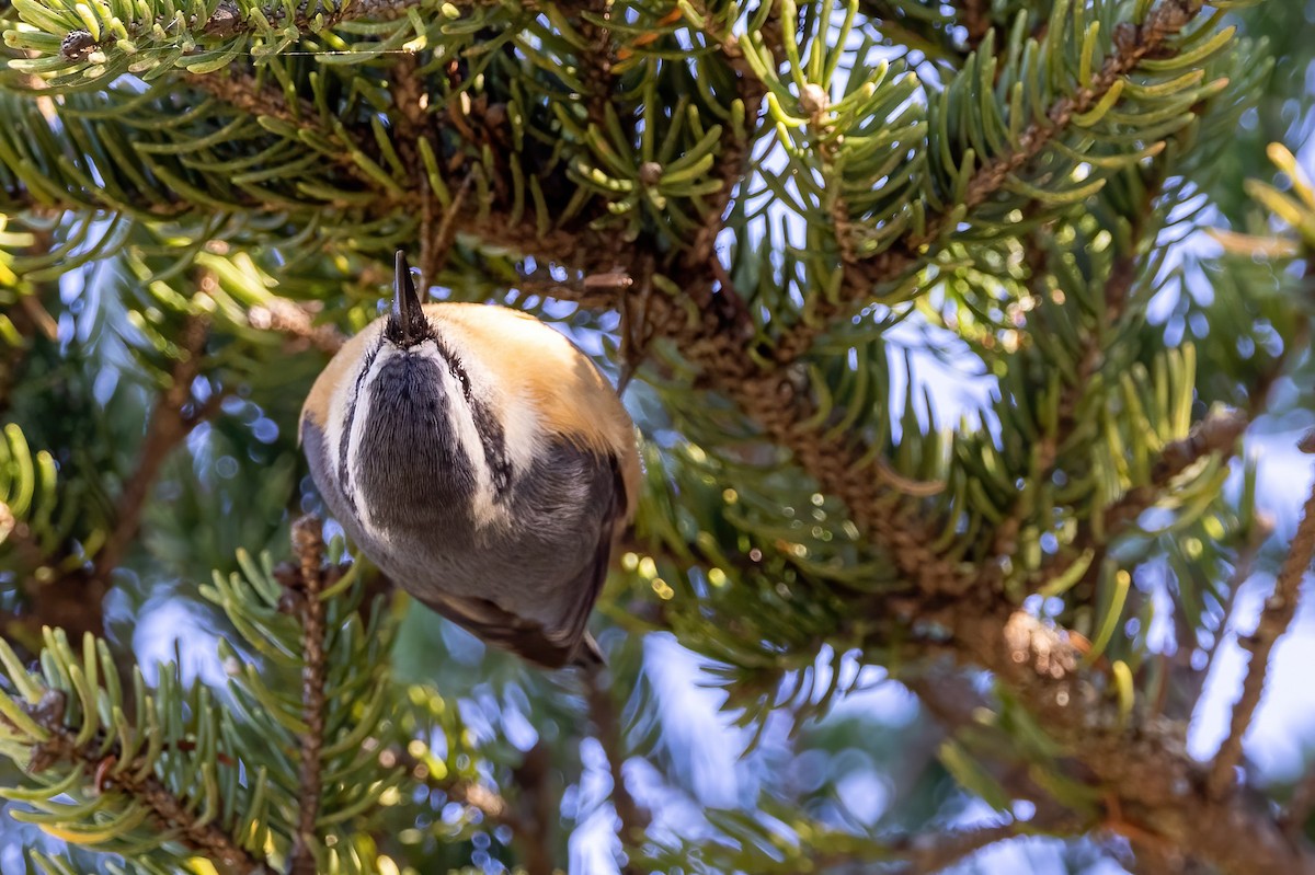 Red-breasted Nuthatch - ML501158481