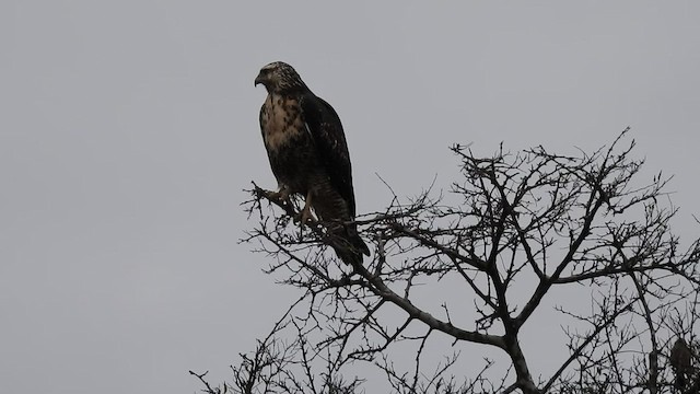 Black-chested Buzzard-Eagle - ML501158651