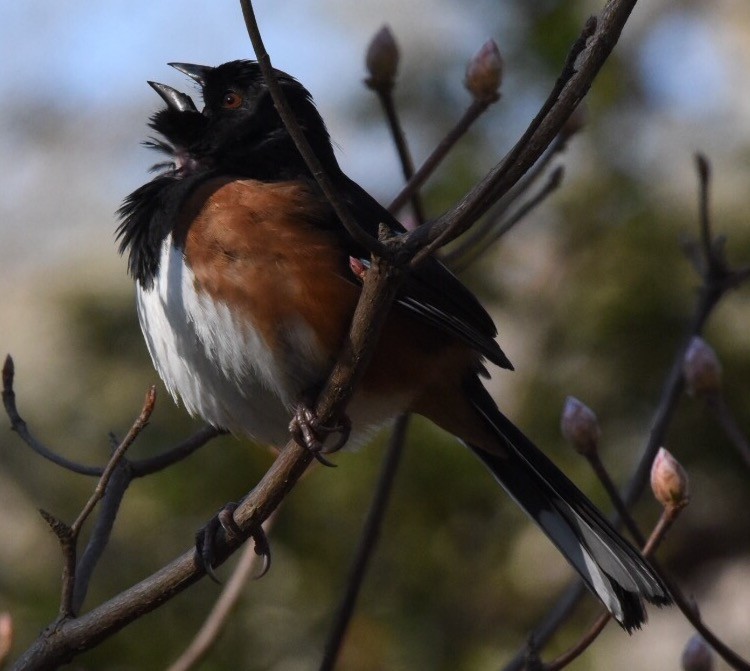 Eastern Towhee - ML50115981