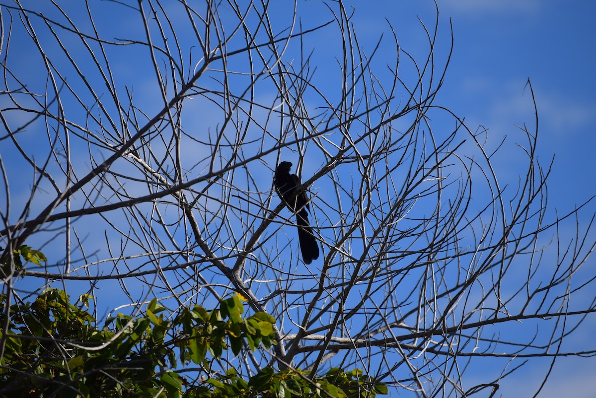 Smooth-billed Ani - ML50115991