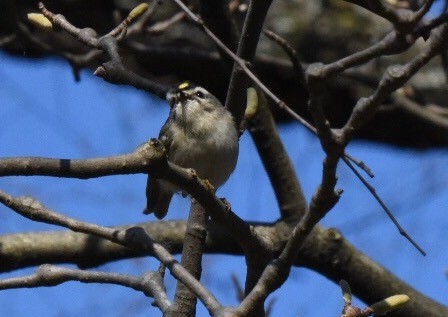 Golden-crowned Kinglet - ML50116031