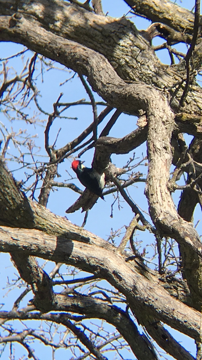 Acorn Woodpecker - ML50116051