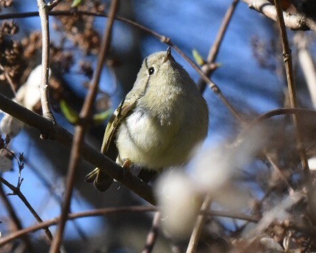 Ruby-crowned Kinglet - Joe Donahue