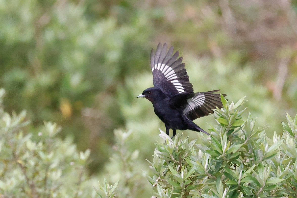 Velvety Black-Tyrant - Greg Bodker