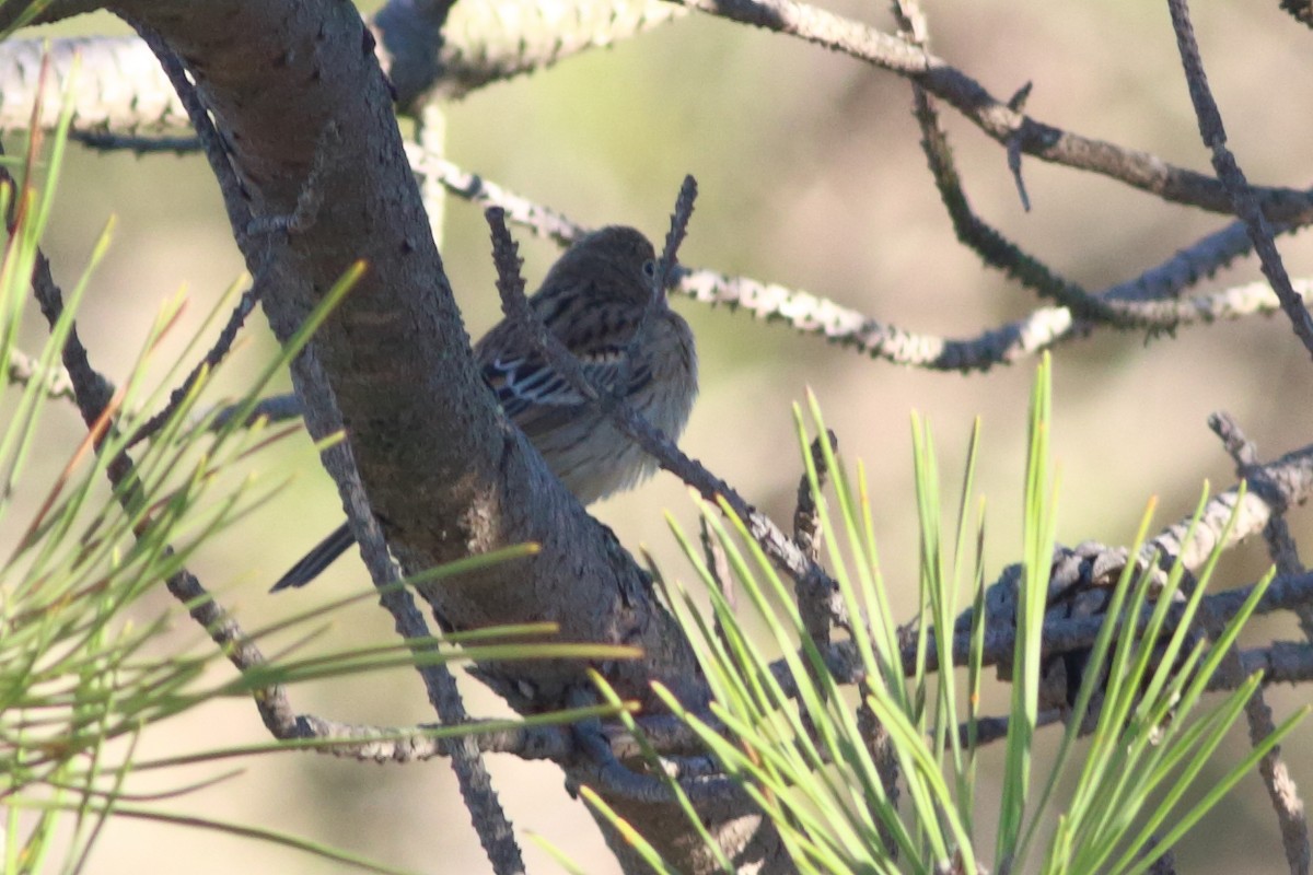 Tree Pipit - ML501162251