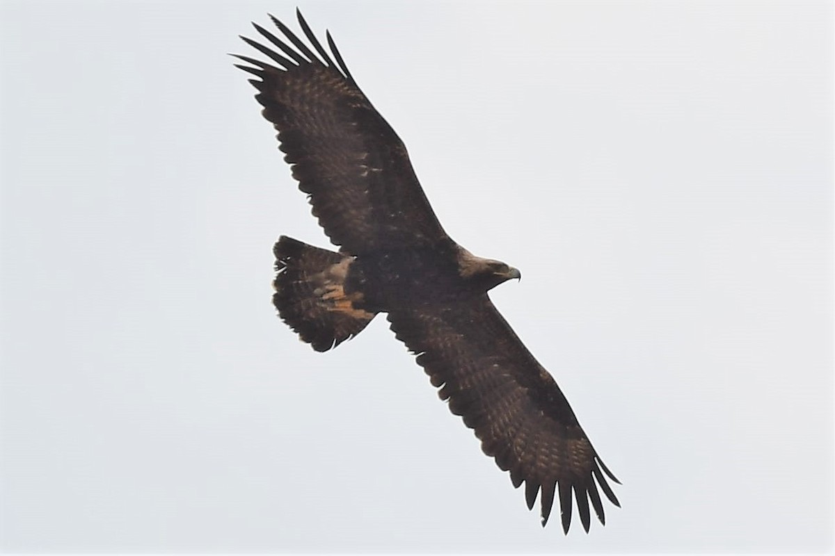 Imperial Eagle - Viktar Ryndzevich