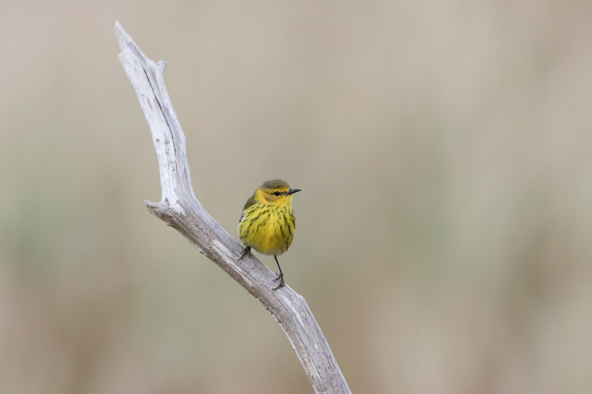 Cape May Warbler - Julia Reid