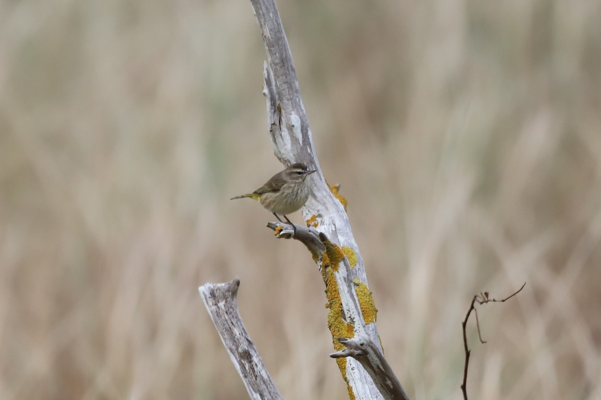 Palm Warbler - ML501163421