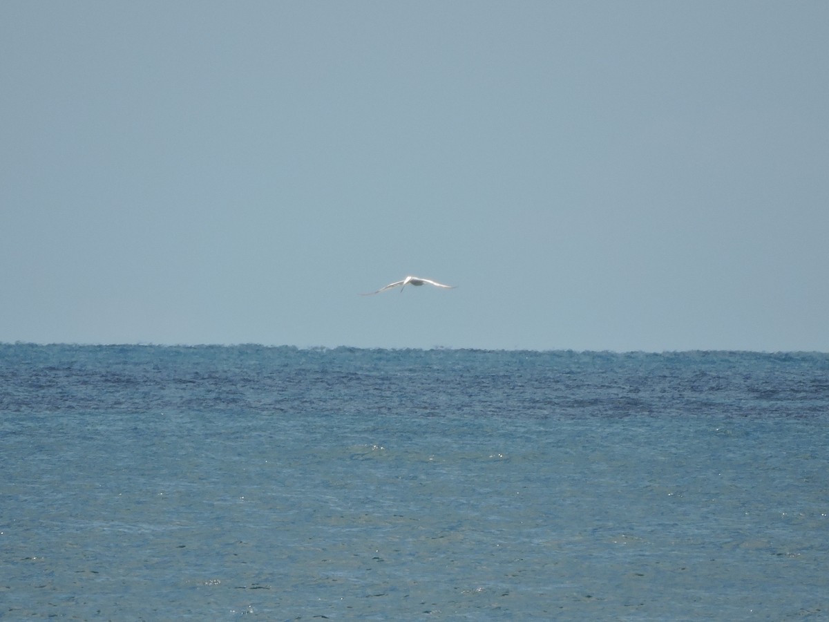 Red-billed Tropicbird - ML50116431