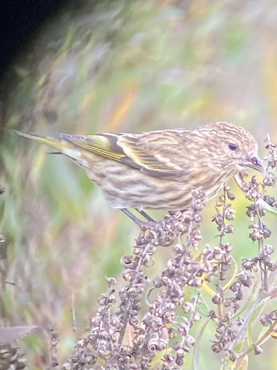 Pine Siskin - Marc Chelemer