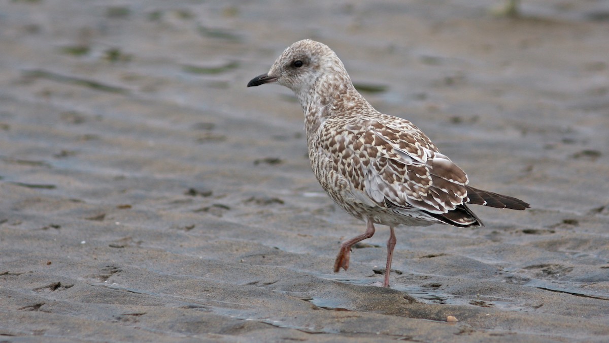 Ring-billed Gull - Daniel Jauvin