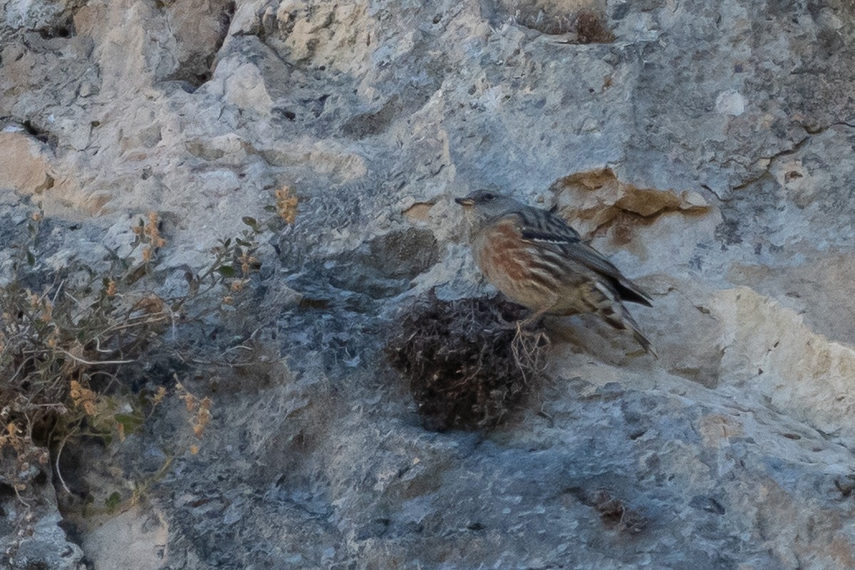 סתרי צוקים - ML501165301